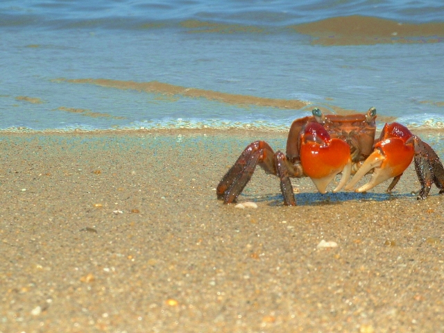 海の生き物