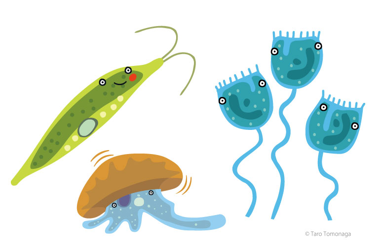 友永たろイラストミクロ生物